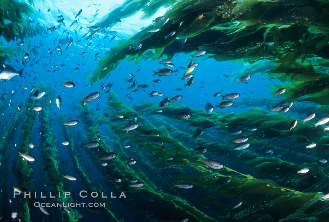 Blacksmith schooling amid kelp forest. San Clemente Island, California, USA, Chromis punctipinnis, Macrocystis pyrifera, natural history stock photograph, photo id 05123