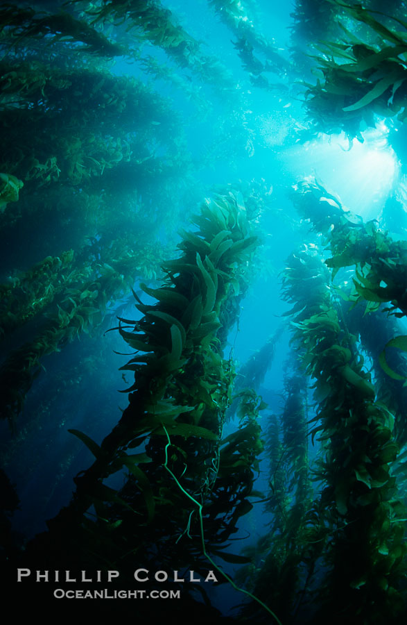 Kelp forest., Macrocystis pyrifera, natural history stock photograph, photo id 06091