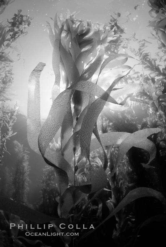 Kelp canopy. San Clemente Island, California, USA, Macrocystis pyrifera, natural history stock photograph, photo id 06119