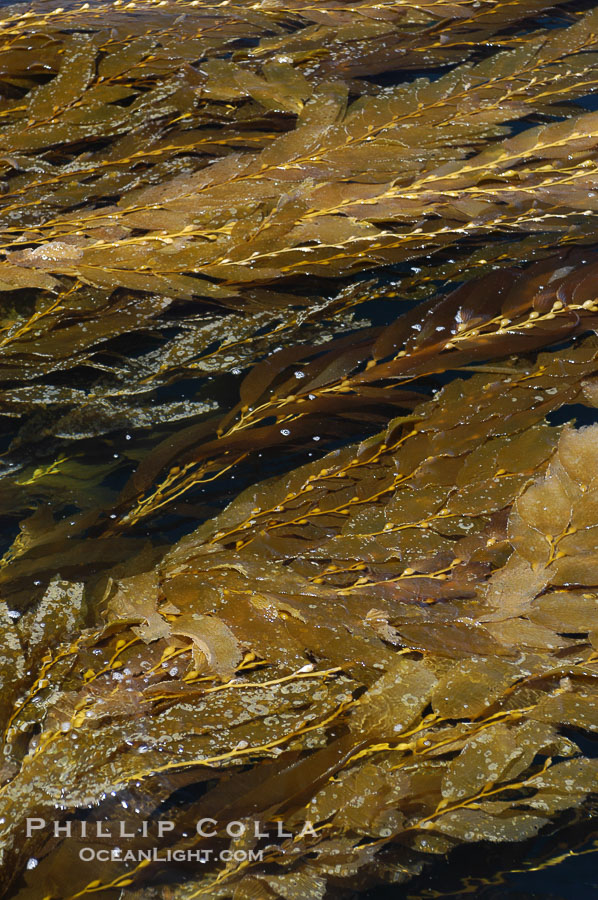 Kelp fronds grow upward from the reef below to reach the ocean surface and spread out to form a living canopy., Macrocystis pyrifera, natural history stock photograph, photo id 07487