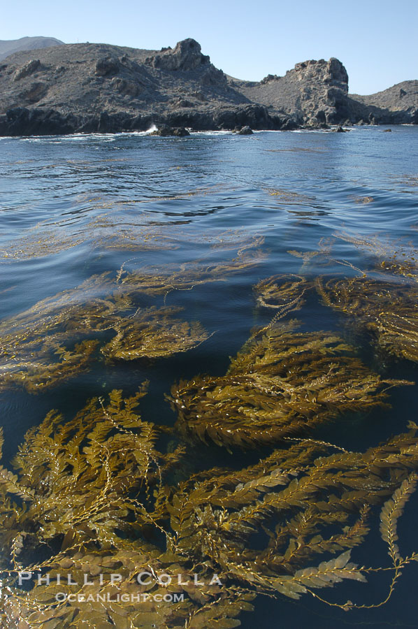 Kelp fronds grow upward from the reef below to reach the ocean surface and spread out to form a living canopy., Macrocystis pyrifera, natural history stock photograph, photo id 07491