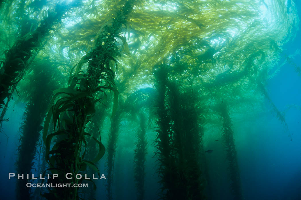 Kelp forest., Macrocystis pyrifera, natural history stock photograph, photo id 06097