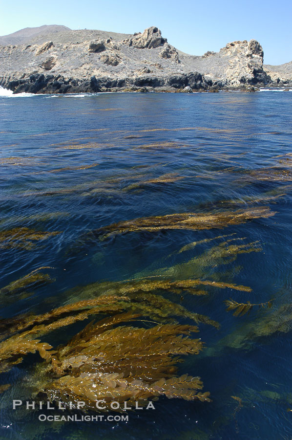 Kelp fronds grow upward from the reef below to reach the ocean surface and spread out to form a living canopy., Macrocystis pyrifera, natural history stock photograph, photo id 07489