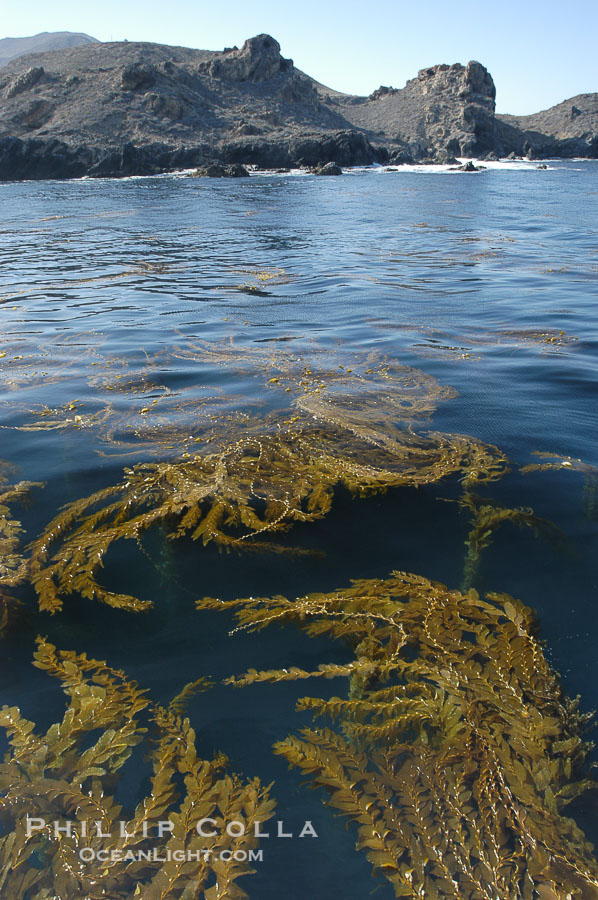 Kelp fronds grow upward from the reef below to reach the ocean surface and spread out to form a living canopy., Macrocystis pyrifera, natural history stock photograph, photo id 07493