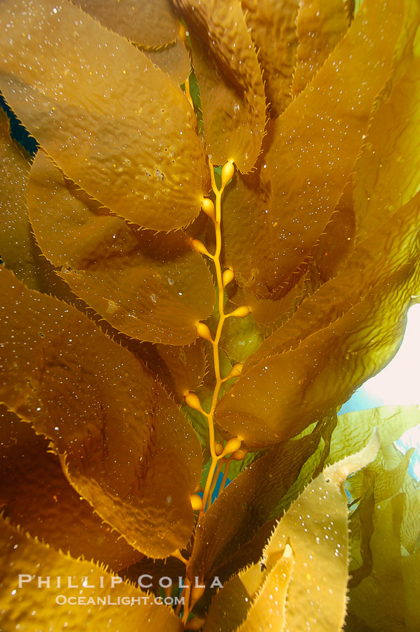 Kelp fronds., Macrocystis pyrifera, natural history stock photograph, photo id 10233