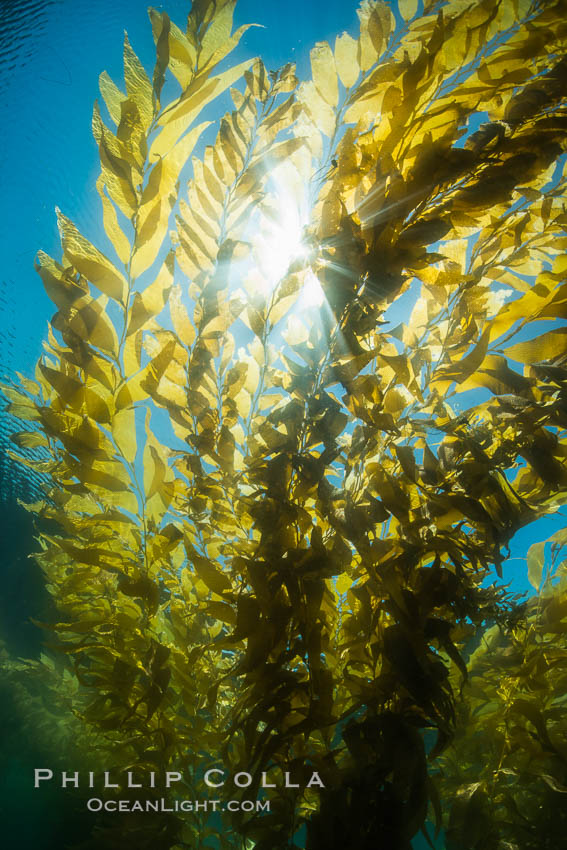 The Kelp Forest offshore of La Jolla, California. A kelp forest. Giant kelp grows rapidly, up to 2' per day, from the rocky reef on the ocean bottom to which it is anchored, toward the ocean surface where it spreads to form a thick canopy. Myriad species of fishes, mammals and invertebrates form a rich community in the kelp forest. Lush forests of kelp are found throughout California's Southern Channel Islands., Macrocystis pyrifera, natural history stock photograph, photo id 30986