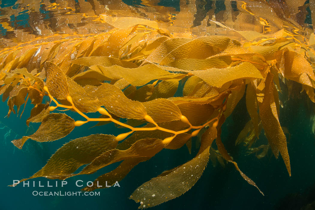 The Kelp Forest offshore of La Jolla, California. A kelp forest. Giant kelp grows rapidly, up to 2' per day, from the rocky reef on the ocean bottom to which it is anchored, toward the ocean surface where it spreads to form a thick canopy. Myriad species of fishes, mammals and invertebrates form a rich community in the kelp forest. Lush forests of kelp are found through California's Southern Channel Islands, Macrocystis pyrifera