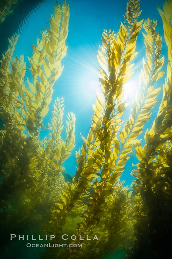 The Kelp Forest offshore of La Jolla, California. A kelp forest. Giant kelp grows rapidly, up to 2' per day, from the rocky reef on the ocean bottom to which it is anchored, toward the ocean surface where it spreads to form a thick canopy. Myriad species of fishes, mammals and invertebrates form a rich community in the kelp forest. Lush forests of kelp are found through California's Southern Channel Islands. USA, Macrocystis pyrifera, natural history stock photograph, photo id 30995