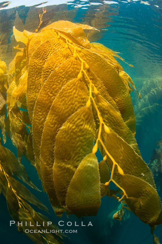 The Kelp Forest offshore of La Jolla, California. A kelp forest. Giant kelp grows rapidly, up to 2' per day, from the rocky reef on the ocean bottom to which it is anchored, toward the ocean surface where it spreads to form a thick canopy. Myriad species of fishes, mammals and invertebrates form a rich community in the kelp forest. Lush forests of kelp are found throughout California's Southern Channel Islands, Macrocystis pyrifera