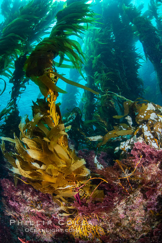 The Kelp Forest of San Clemente Island, California. A kelp forest. Giant kelp grows rapidly, up to 2' per day, from the rocky reef on the ocean bottom to which it is anchored, toward the ocean surface where it spreads to form a thick canopy. Myriad species of fishes, mammals and invertebrates form a rich community in the kelp forest. Lush forests of kelp are found throughout California's Southern Channel Islands. USA, Macrocystis pyrifera, natural history stock photograph, photo id 34611