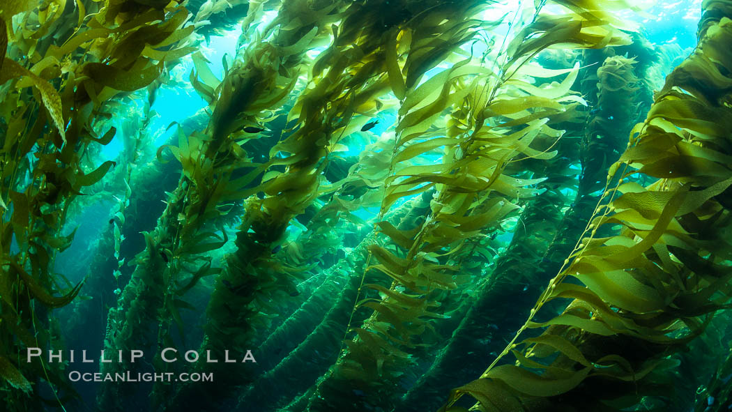 The Kelp Forest of San Clemente Island, California. A kelp forest. Giant kelp grows rapidly, up to 2' per day, from the rocky reef on the ocean bottom to which it is anchored, toward the ocean surface where it spreads to form a thick canopy. Myriad species of fishes, mammals and invertebrates form a rich community in the kelp forest. Lush forests of kelp are found throughout California's Southern Channel Islands. USA, Macrocystis pyrifera, natural history stock photograph, photo id 34609