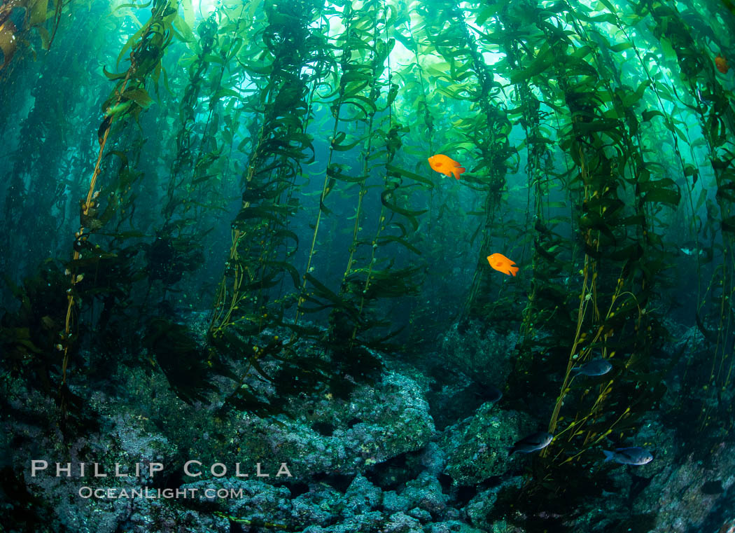 Kelp Forest, Santa Barbara Island. California, USA, natural history stock photograph, photo id 35829