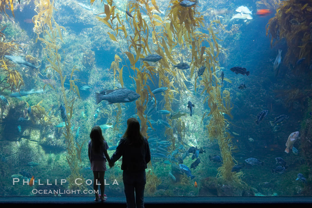 Visitors admire the enormous kelp forest tank in the Stephen Birch Aquarium at the Scripps Institution of Oceanography.  The 70000 gallon tank is home to black seabass, broomtail grouper, garibaldi, moray eels and leopard sharks, La Jolla, California