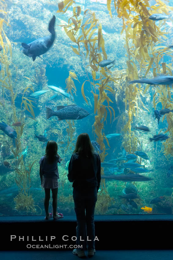 Visitors admire the enormous kelp forest tank in the Stephen Birch Aquarium at the Scripps Institution of Oceanography.  The 70000 gallon tank is home to black seabass, broomtail grouper, garibaldi, moray eels and leopard sharks. La Jolla, California, USA, natural history stock photograph, photo id 14544