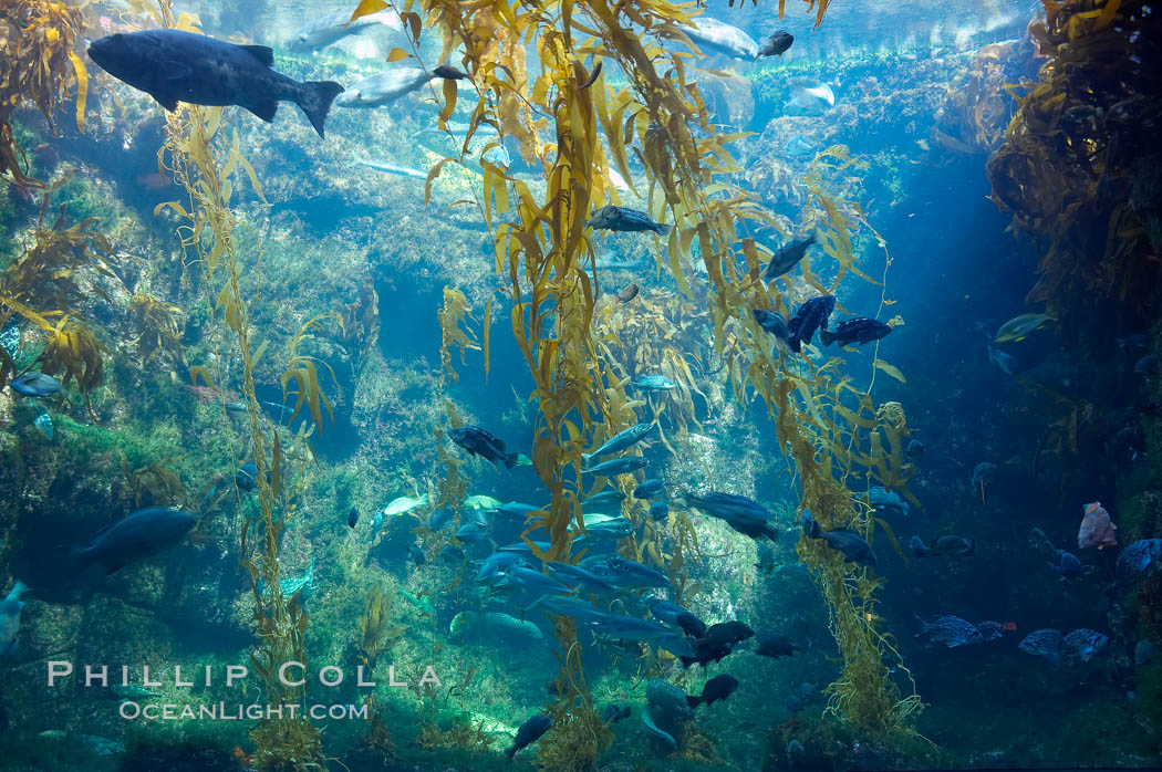 The kelp forest tank in the Stephen Birch Aquarium at the Scripps Institution of Oceanography.  The 70000 gallon tank is home to black seabass, broomtail grouper, garibaldi, moray eels and leopard sharks. La Jolla, California, USA, natural history stock photograph, photo id 14548