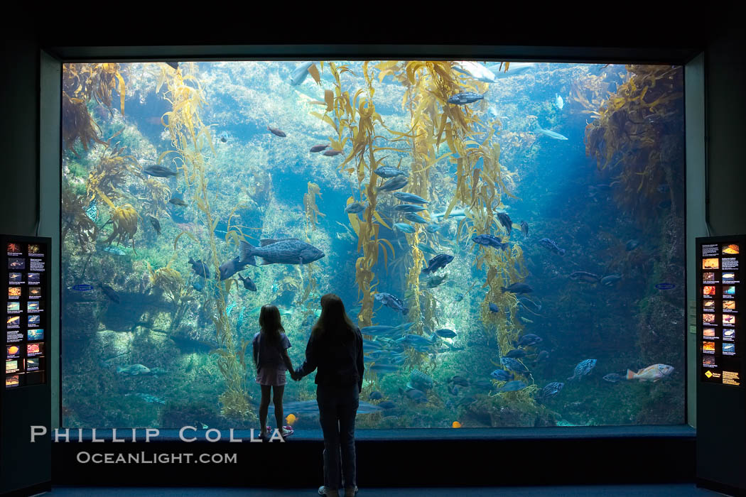 Visitors admire the enormous kelp forest tank in the Stephen Birch Aquarium at the Scripps Institution of Oceanography.  The 70000 gallon tank is home to black seabass, broomtail grouper, garibaldi, moray eels and leopard sharks, La Jolla, California