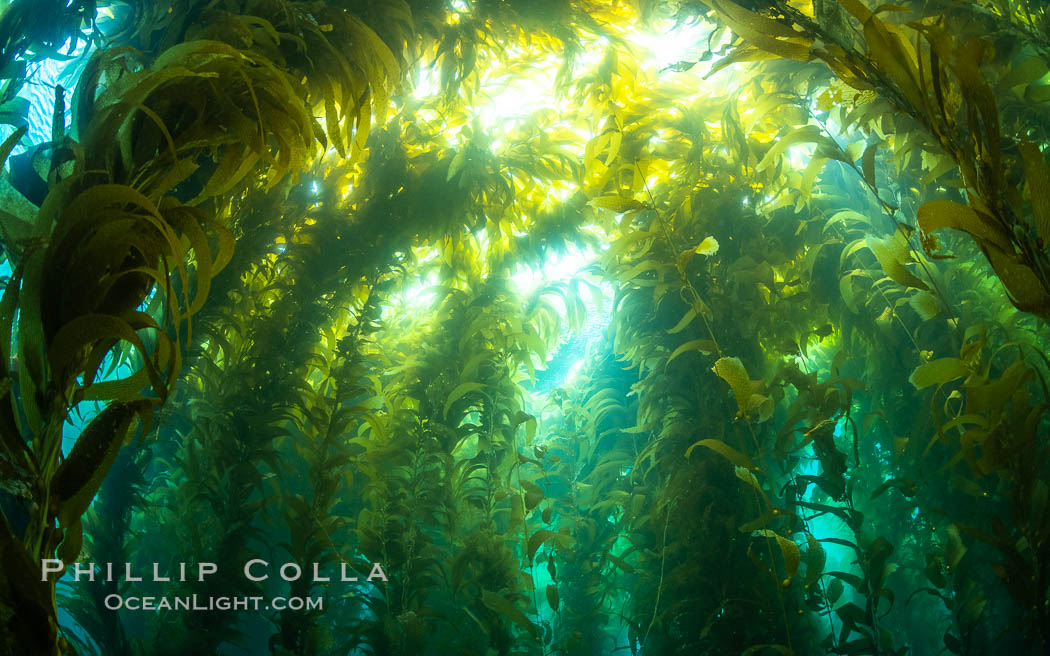 Kelp forest at West End, Catalina Island., natural history stock photograph, photo id 37147