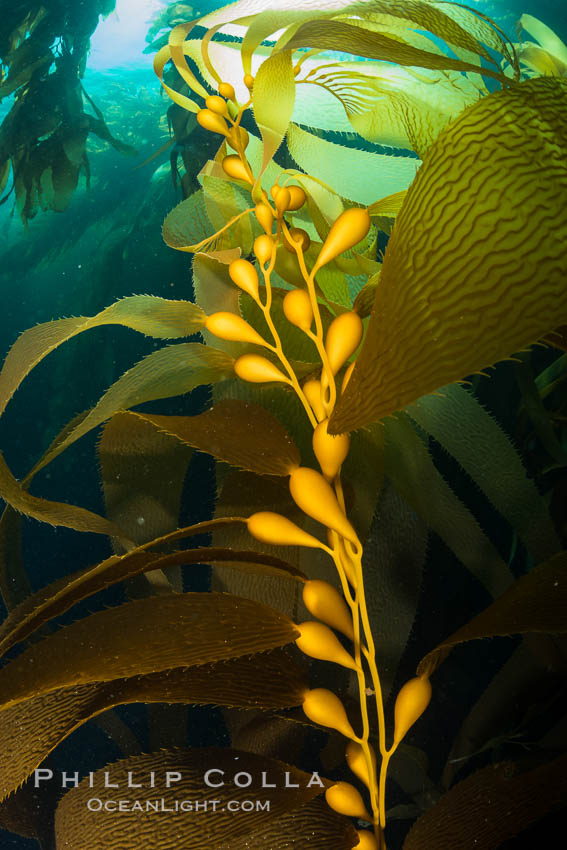 Kelp fronds and pneumatocysts. Pneumatocysts, gas-filled bladders, float the kelp plant off the ocean bottom toward the surface and sunlight, where the leaf-like blades and stipes of the kelp plant grow fastest. Giant kelp can grow up to 2' in a single day given optimal conditions. Epic submarine forests of kelp grow throughout California's Southern Channel Islands. Catalina Island, USA, natural history stock photograph, photo id 34178