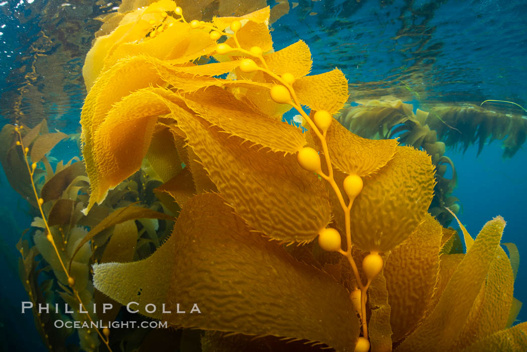 Kelp fronds and pneumatocysts. Pneumatocysts, gas-filled bladders, float the kelp plant off the ocean bottom toward the surface and sunlight, where the leaf-like blades and stipes of the kelp plant grow fastest. Giant kelp can grow up to 2' in a single day given optimal conditions. Epic submarine forests of kelp grow throughout California's Southern Channel Islands. San Clemente Island, USA, Macrocystis pyrifera, natural history stock photograph, photo id 34602