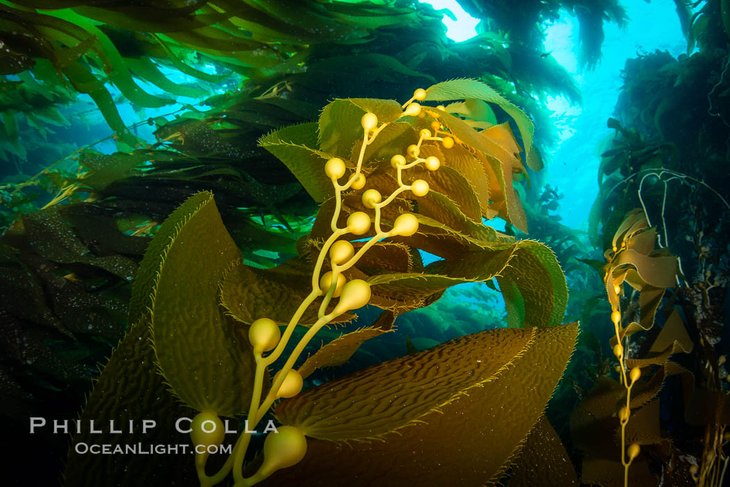 Kelp fronds and pneumatocysts. Pneumatocysts, gas-filled bladders, float the kelp plant off the ocean bottom toward the surface and sunlight, where the leaf-like blades and stipes of the kelp plant grow fastest. Giant kelp can grow up to 2' in a single day given optimal conditions. Epic submarine forests of kelp grow throughout California's Southern Channel Islands, Macrocystis pyrifera, San Clemente Island