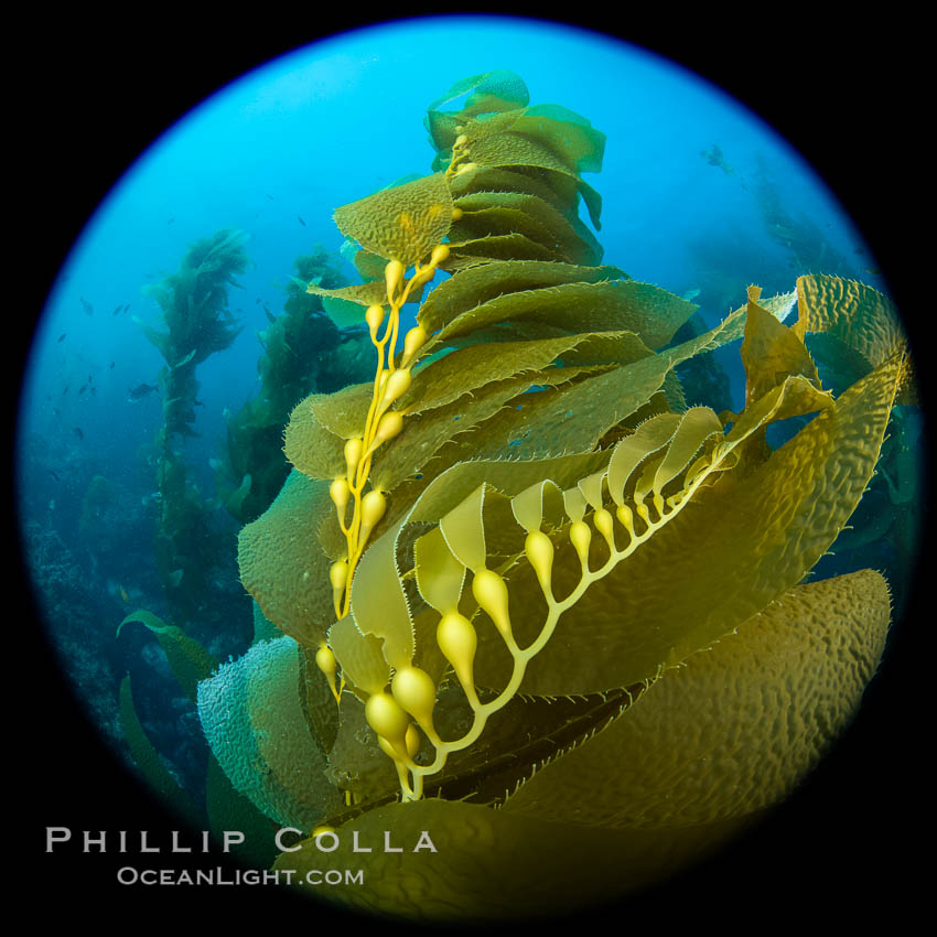 Kelp fronds and pneumatocysts. Pneumatocysts, gas-filled bladders, float the kelp off the ocean bottom toward the surface and sunlight, where the leaf-like blades and stipes of the kelp plant grow fastest. Catalina Island, California. USA, Macrocystis pyrifera, natural history stock photograph, photo id 37258