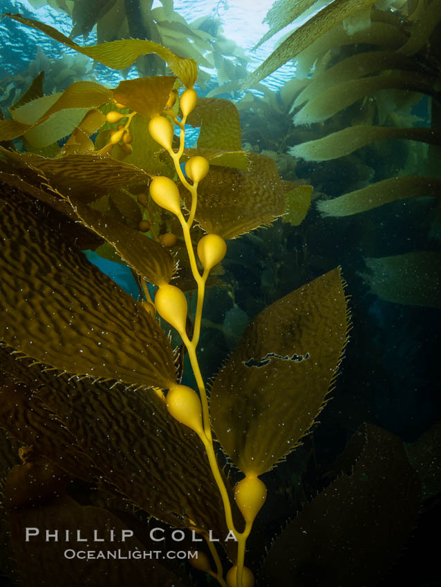 Kelp fronds and pneumatocysts. Pneumatocysts, gas-filled bladders, float the kelp off the ocean bottom toward the surface and sunlight, where the leaf-like blades and stipes of the kelp plant grow fastest. Catalina Island, California. USA, natural history stock photograph, photo id 37243