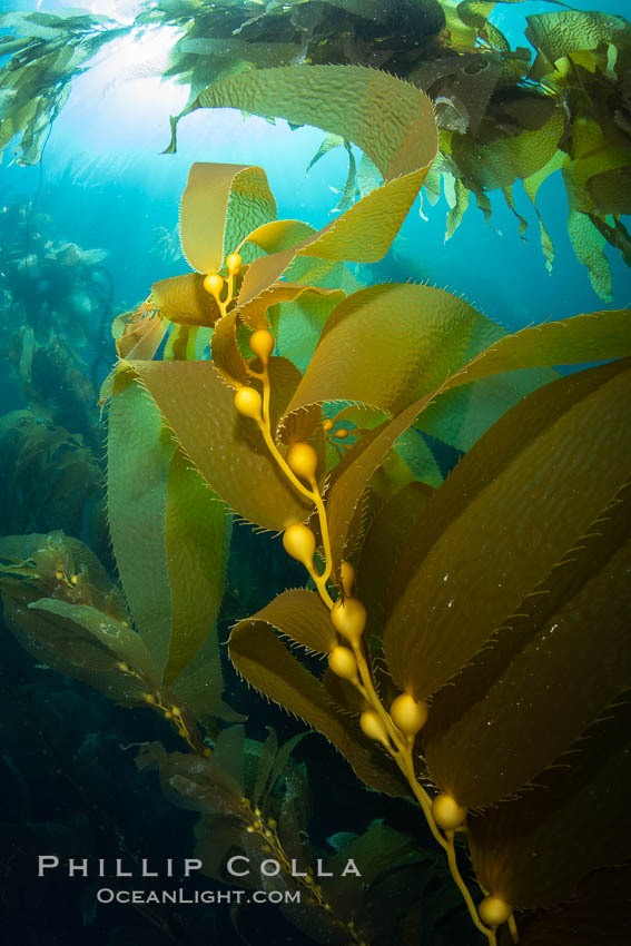 Kelp fronds and pneumatocysts. Pneumatocysts, gas-filled bladders, float the kelp off the ocean bottom toward the surface and sunlight, where the leaf-like blades and stipes of the kelp plant grow fastest. Catalina Island, California. USA, Macrocystis pyrifera, natural history stock photograph, photo id 37277