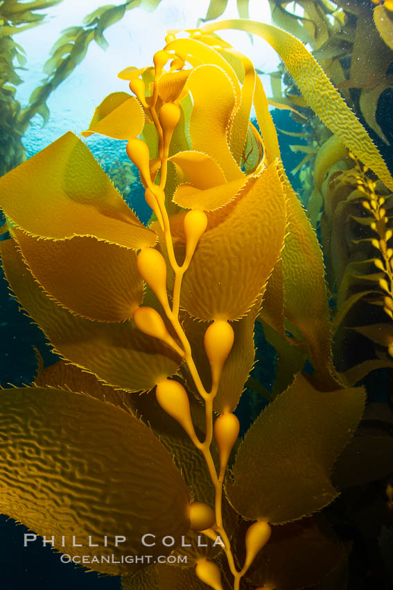 Kelp fronds and pneumatocysts. Pneumatocysts, gas-filled bladders, float the kelp plant off the ocean bottom toward the surface and sunlight, where the leaf-like blades and stipes of the kelp plant grow fastest. Giant kelp can grow up to 2' in a single day given optimal conditions. Epic submarine forests of kelp grow throughout California's Southern Channel Islands. San Clemente Island, USA, Macrocystis pyrifera, natural history stock photograph, photo id 34603