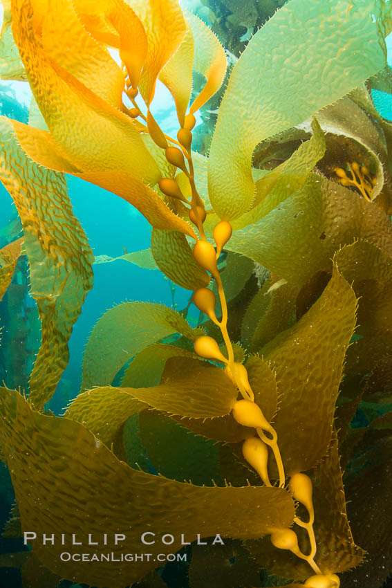 Kelp fronds and pneumatocysts. Pneumatocysts, gas-filled bladders, float the kelp plant off the ocean bottom toward the surface and sunlight, where the leaf-like blades and stipes of the kelp plant grow fastest. Giant kelp can grow up to 2' in a single day given optimal conditions. Epic submarine forests of kelp grow throughout California's Southern Channel Islands. Catalina Island, USA, natural history stock photograph, photo id 34173