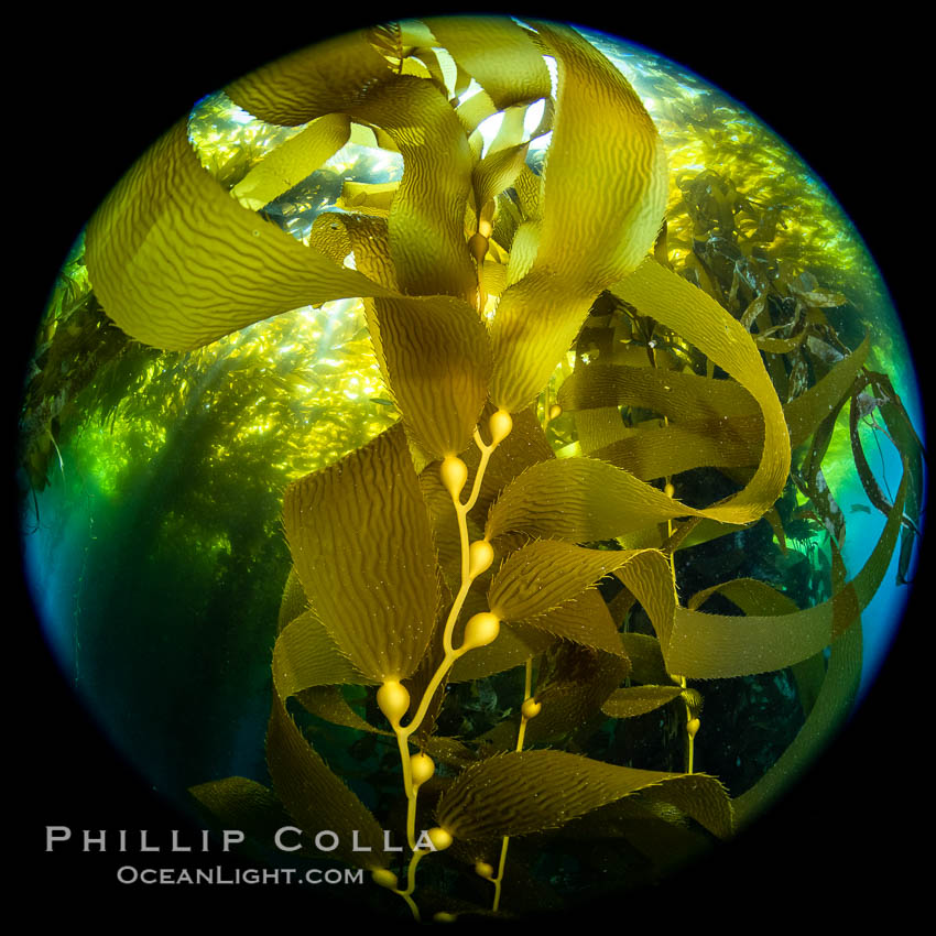 Kelp fronds and pneumatocysts, giant kelp forest, Catalina Island. California, USA, natural history stock photograph, photo id 37193