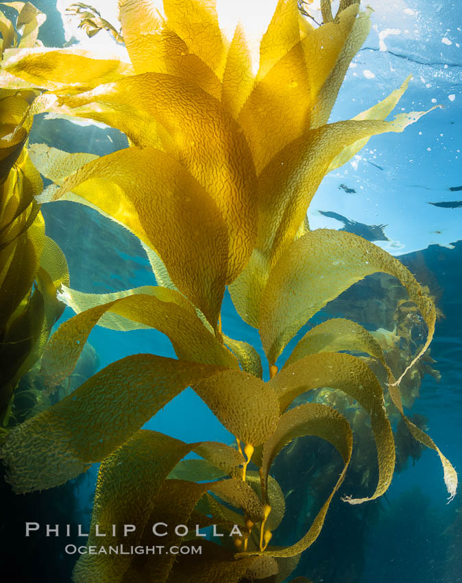Kelp fronds, Catalina Island. California, USA, natural history stock photograph, photo id 37162