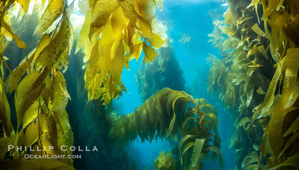 Kelp fronds, Catalina Island., Macrocystis pyrifera, natural history stock photograph, photo id 37161