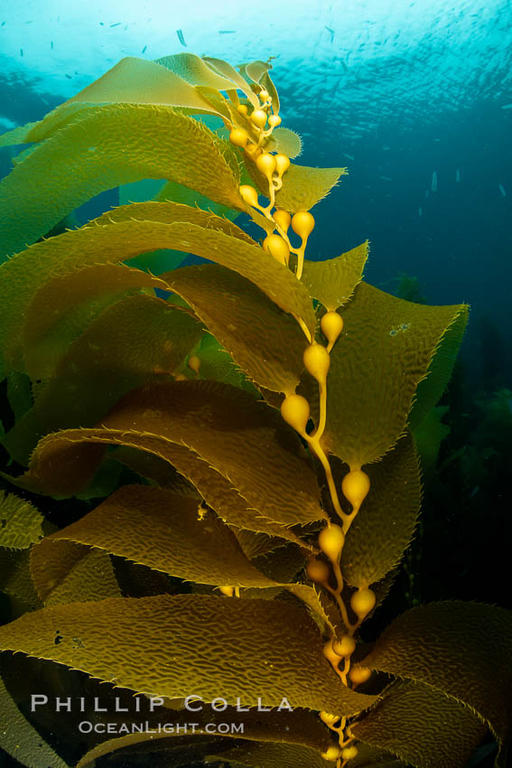 Kelp fronds showing pneumatocysts, bouyant gas-filled bubble-like structures which float the kelp plant off the ocean bottom toward the surface, where it will spread to form a roof-like canopy. Santa Barbara Island, California, USA, natural history stock photograph, photo id 35827