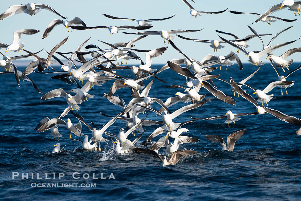 Kelp gull, Larus dominicanus, Dominican gull, large flock in flight over the ocean, Patagonia. Puerto Piramides, Chubut, Argentina, natural history stock photograph, photo id 38285