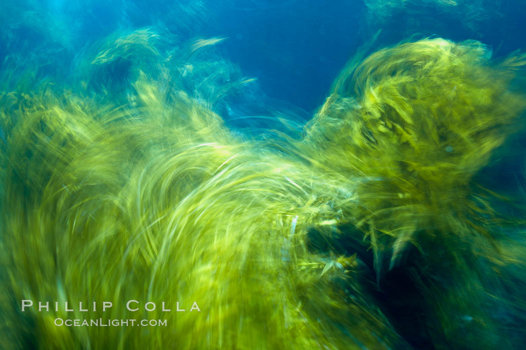 Kelp in motion, swaying back and forth in ocean surge and waves, blurred due to long time exposure. Guadalupe Island (Isla Guadalupe), Baja California, Mexico, Stephanocystis dioica, natural history stock photograph, photo id 21379