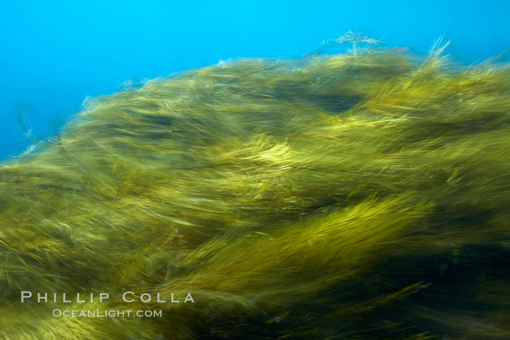 Kelp in motion, swaying back and forth in ocean surge and waves, blurred due to long time exposure. Guadalupe Island (Isla Guadalupe), Baja California, Mexico, Stephanocystis dioica, natural history stock photograph, photo id 21407