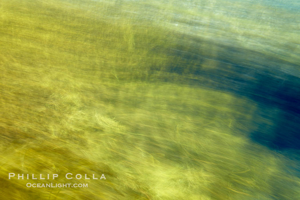 Kelp in motion, swaying back and forth in ocean surge and waves, blurred due to long time exposure., natural history stock photograph, photo id 21427