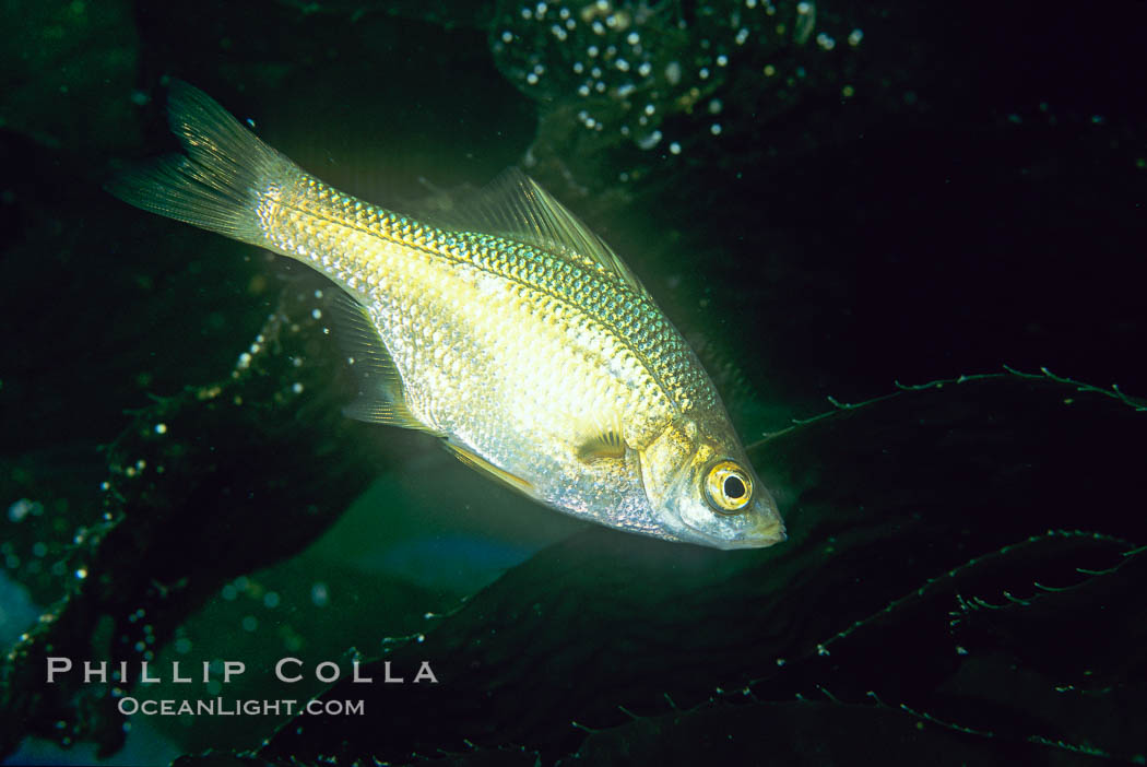Kelp perch. Catalina Island, California, USA, Brachyistius frenatus, natural history stock photograph, photo id 01942