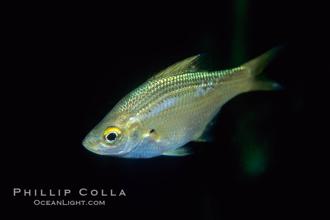 Kelp perch amidst kelp. Catalina Island, California, USA, Brachyistius frenatus, Macrocystis pyrifera, natural history stock photograph, photo id 05179