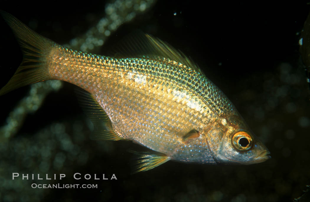 Kelp perch, Catalina. Catalina Island, California, USA, Brachyistius frenatus, natural history stock photograph, photo id 01941