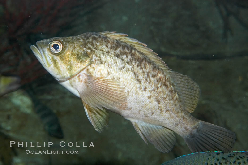 Kelp rockfish., Sebastes atrovirens, natural history stock photograph, photo id 11869