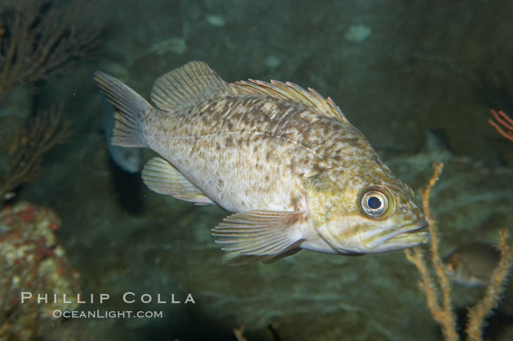 Kelp rockfish., Sebastes atrovirens, natural history stock photograph, photo id 11867