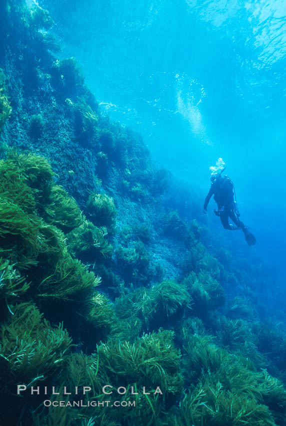 Kelp wall at Isla Afuera, Guadalupe Island. Guadalupe Island (Isla Guadalupe), Baja California, Mexico, natural history stock photograph, photo id 01967