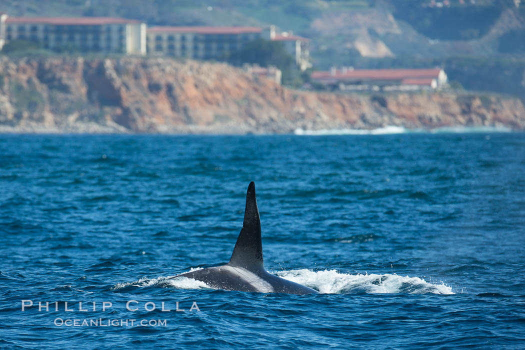 Killer Whale, Biggs Transient Orca, Palos Verdes. California, USA, Orcinus orca, natural history stock photograph, photo id 30424