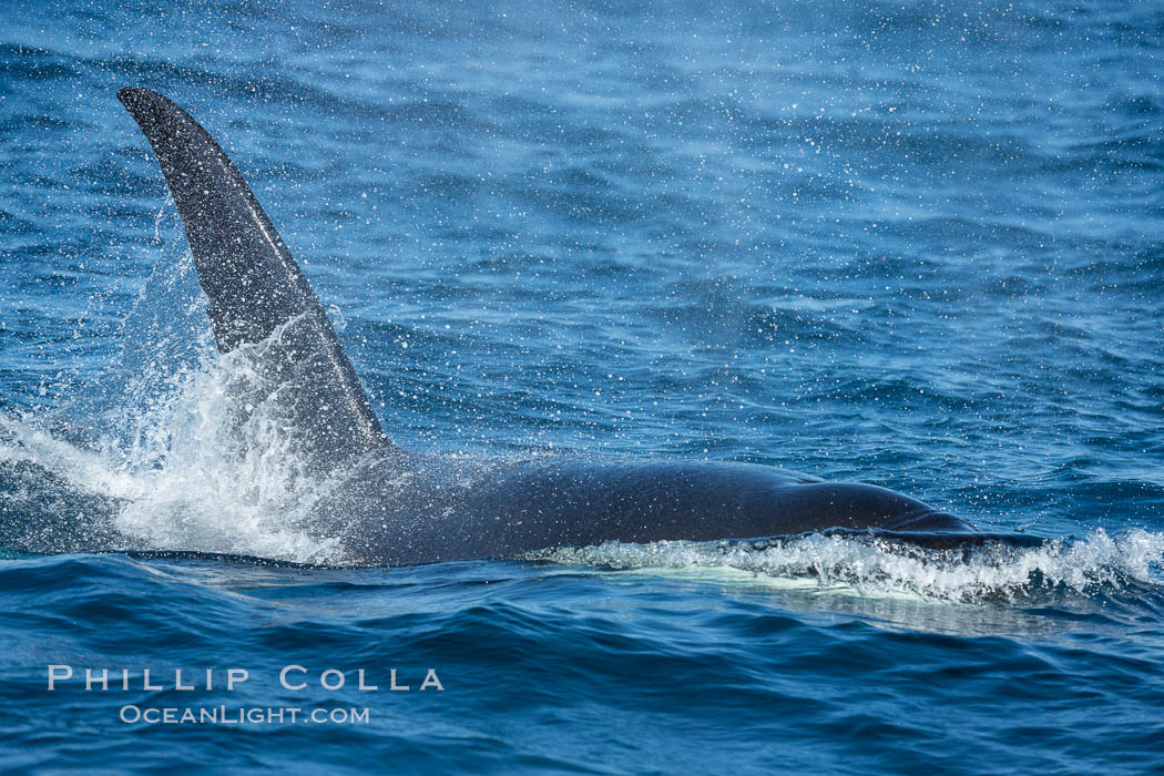 Killer Whale, Biggs Transient Orca, Palos Verdes. California, USA, natural history stock photograph, photo id 30444