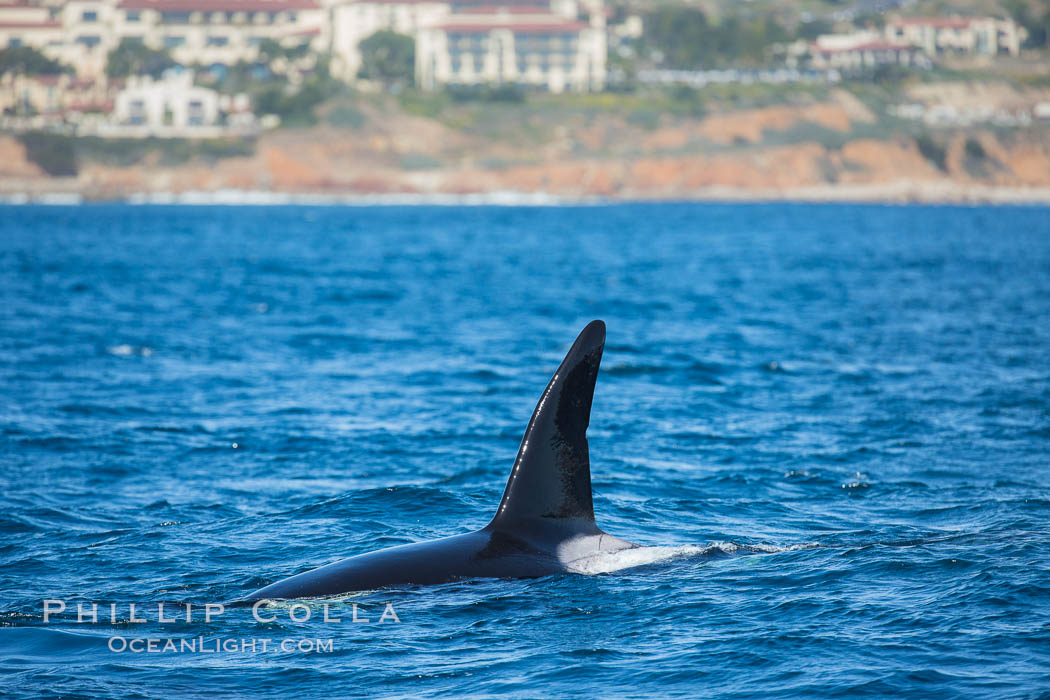 Killer Whale, Biggs Transient Orca, Palos Verdes. California, USA, Orcinus orca, natural history stock photograph, photo id 30437