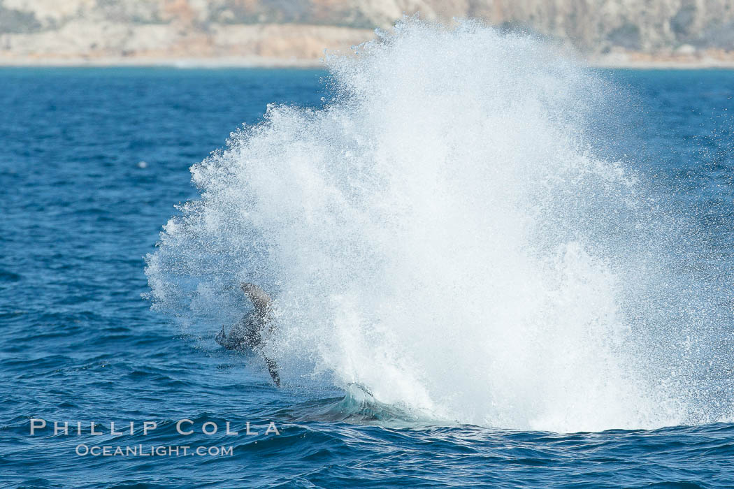 Killer whale attacking sea lion.  Biggs transient orca and California sea lion, Orcinus orca, Zalophus californianus, Palos Verdes