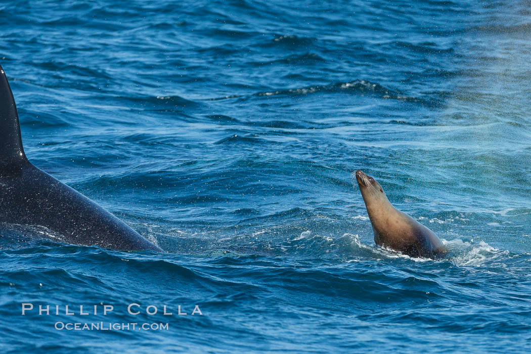 Killer whale attacking sea lion.  Biggs transient orca and California sea lion. Palos Verdes, USA, Orcinus orca, Zalophus californianus, natural history stock photograph, photo id 30430