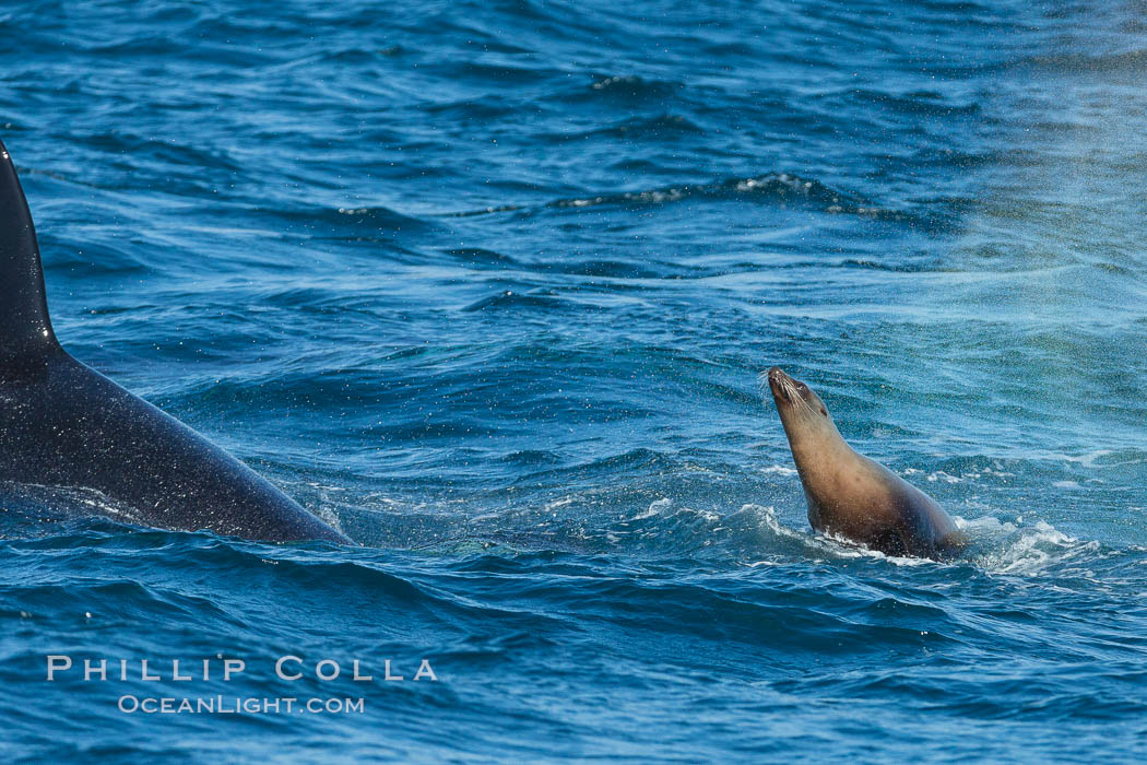 Killer whale attacking sea lion.  Biggs transient orca and California sea lion, Orcinus orca, Zalophus californianus, Palos Verdes