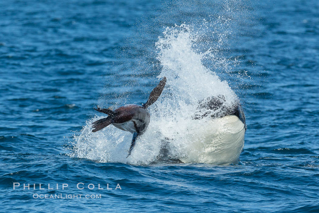 Killer whale attacking sea lion.  Biggs transient orca and California sea lion. Palos Verdes, USA, Orcinus orca, Zalophus californianus, natural history stock photograph, photo id 30428
